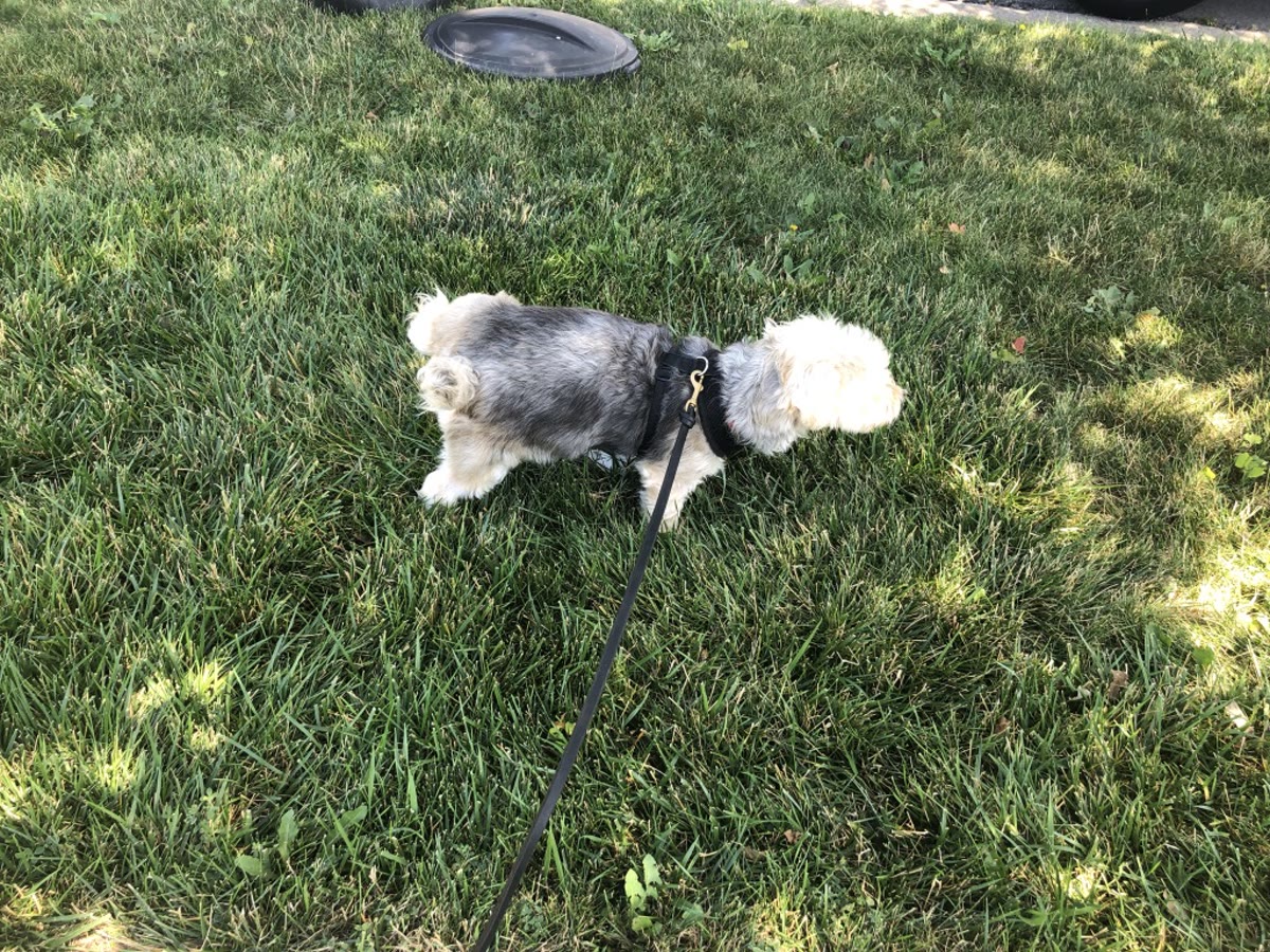 A dog on a leash in the grass