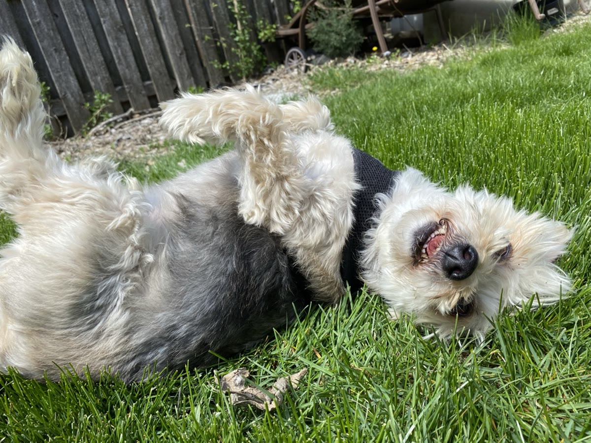 A happy dog rolling in the grass