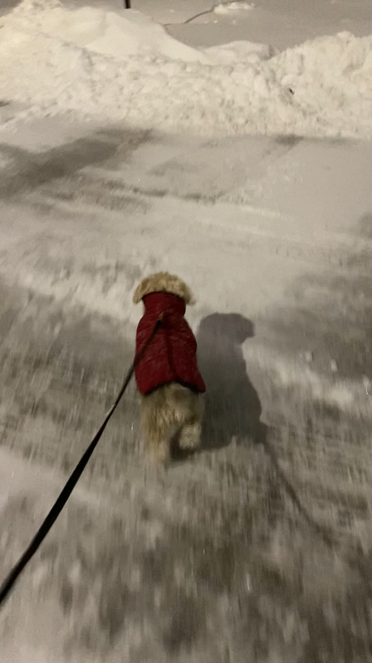 Walking a dog through a snowy neighborhood