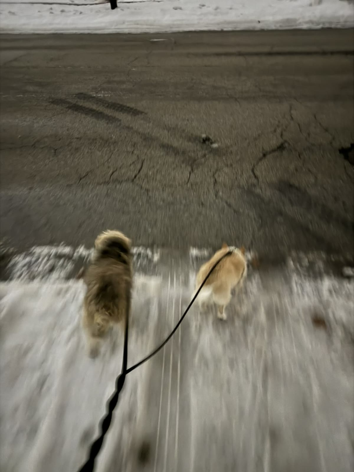 Two dogs walking ahead on a leash